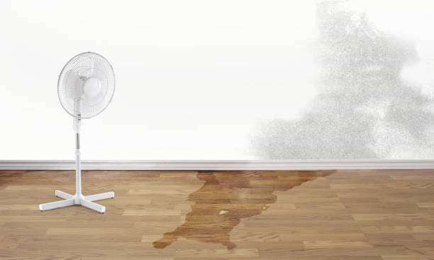 Best Professional water damage repair  in Forestde, AL